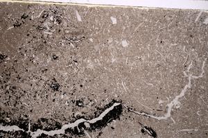 Plane Polarized, E42898
