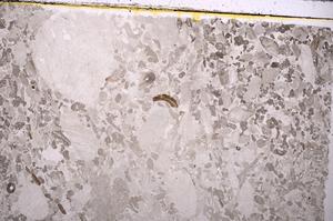 Plane Polarized, E43163