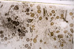 Plane Polarized, E43200