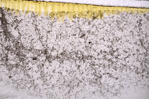 Plane Polarized, E43302