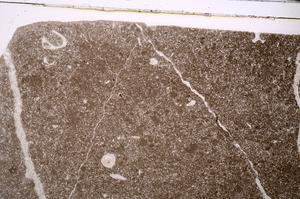 Plane Polarized, E43400/A