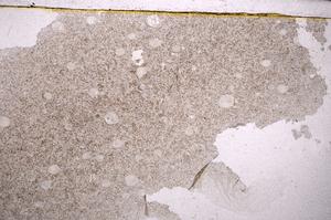 Plane Polarized, E43588