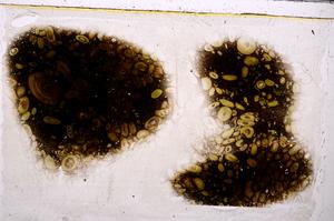 Plane Polarized, E43597