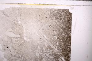 Plane Polarized, E43612