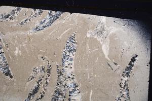 Plane Polarized, E43755