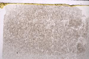 Plane Polarized, E43757