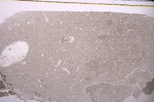 Plane Polarized, E43994