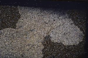 Cross Polarized, E44003