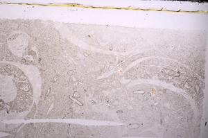 Plane Polarized, E44011