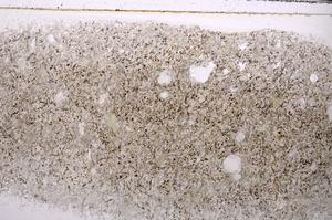 Plane Polarized, E44074