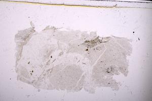 Plane Polarized, E44210