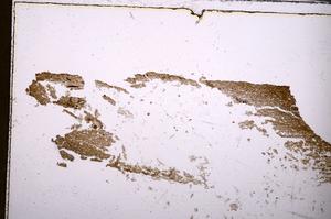 Plane Polarized, E44344