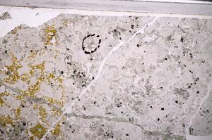 Plane Polarized, E44569