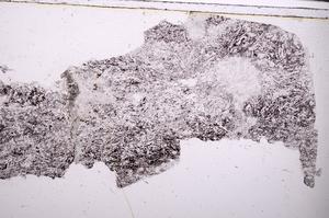 Plane Polarized, E44881