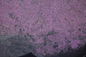 Cross Polarized, E44891