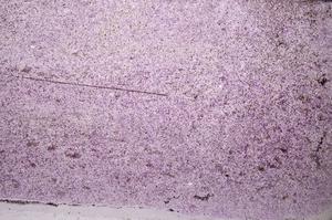 Plane Polarized, E44895