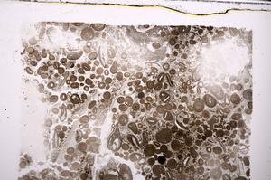 Plane Polarized, E45071