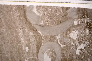 Plane Polarized, E45284