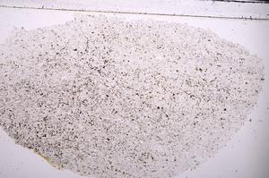 Plane Polarized, E45373
