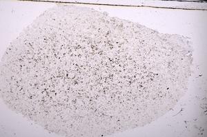 Plane Polarized, E45376
