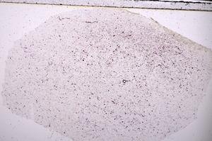 Plane Polarized, E45383