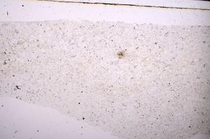 Plane Polarized, E45401