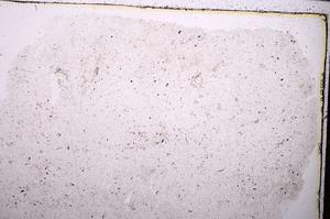 Plane Polarized, E45429