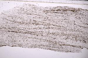 Plane Polarized, E45438