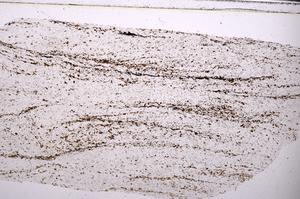 Plane Polarized, E45439