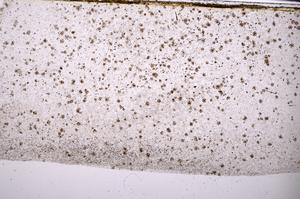 Plane Polarized, E45440