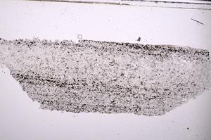 Plane Polarized, E45477