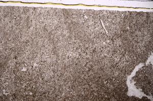 Plane Polarized, E45610