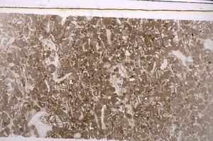 Plane Polarized, E45620