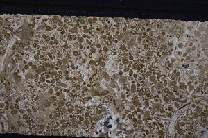 Cross Polarized, E45621