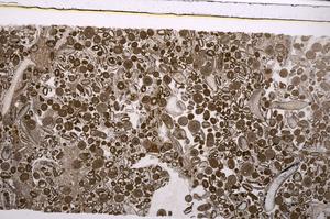 Plane Polarized, E45621