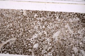 Plane Polarized, E45622