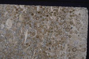 Cross Polarized, E45623