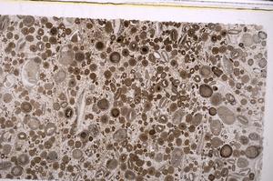 Plane Polarized, E45623