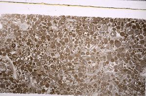 Plane Polarized, E45626