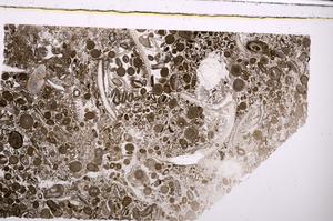 Plane Polarized, E45628