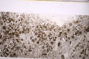 Plane Polarized, E45629