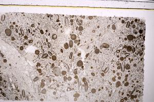 Plane Polarized, E45630