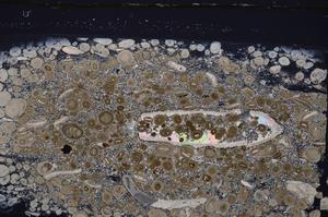 Cross Polarized, E45633