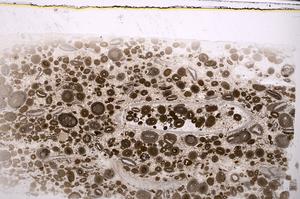 Plane Polarized, E45633