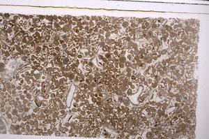 Plane Polarized, E45636