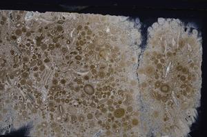 Cross Polarized, E45637