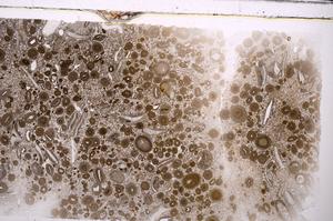 Plane Polarized, E45637