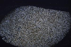 Cross Polarized, E45754