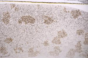 Plane Polarized, E45759/B