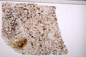 Plane Polarized, E45776